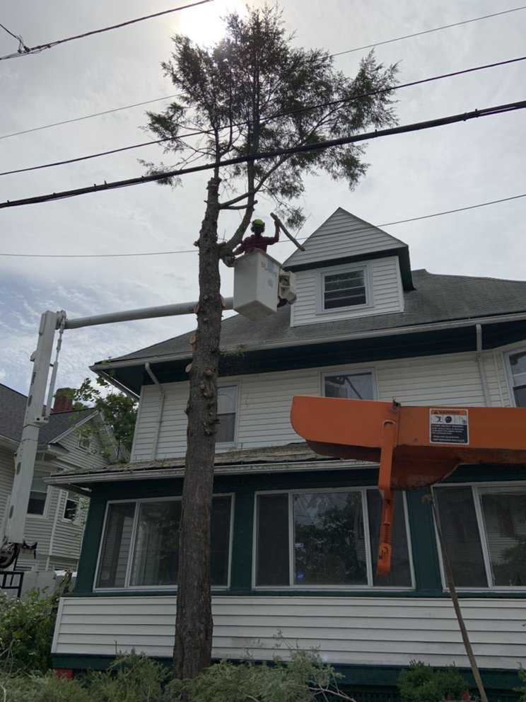 Frank Tree Services Image